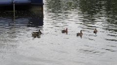 Canal (3)